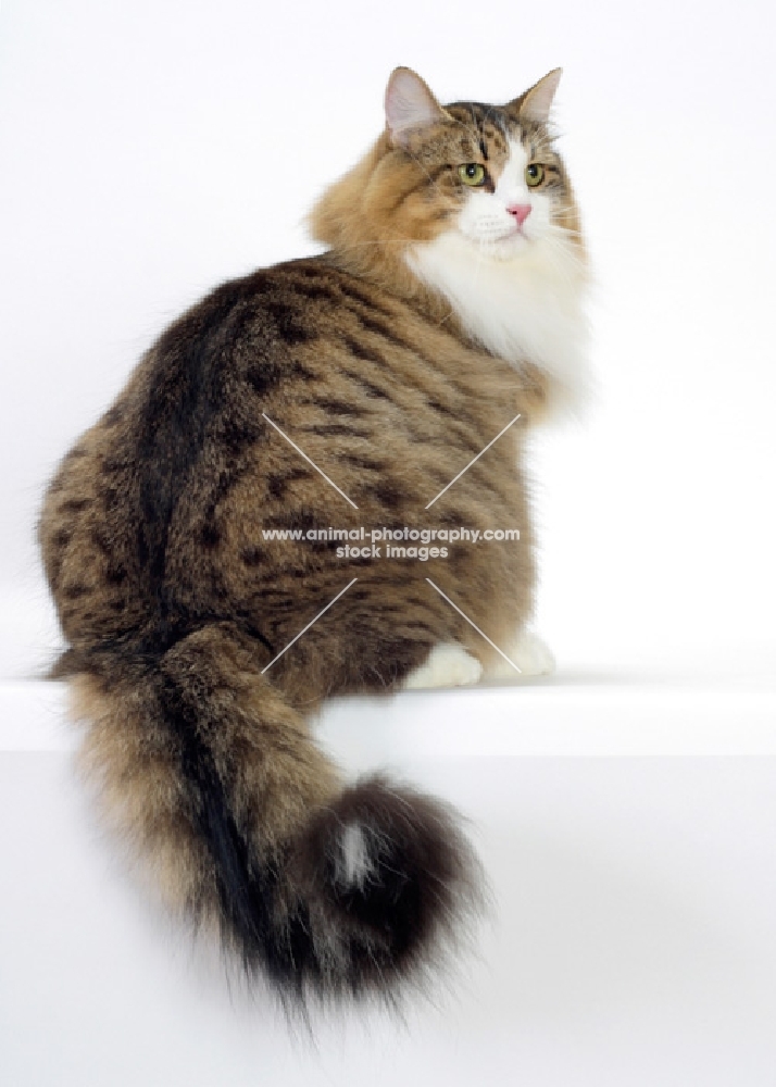 Brown Mackerel Tabby & White Siberian Cat, showing of fluffy tail
