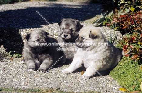 three Iceland dog puppies