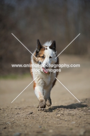 Karelian Bear Dog with muddy paws