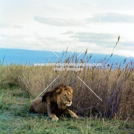 lion crouching in amboseli national park 