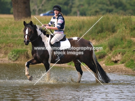 Skewbald horse walking in water