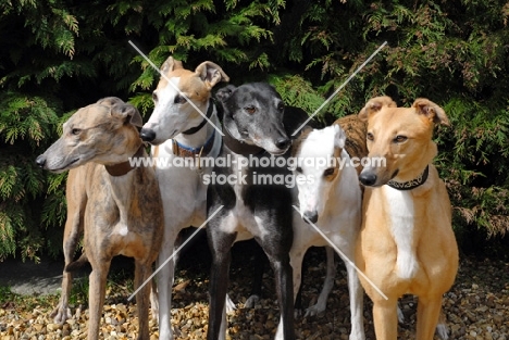 five ex-racing greyhounds, all photographer's profit from this image go to greyhound charities and rescue organisations