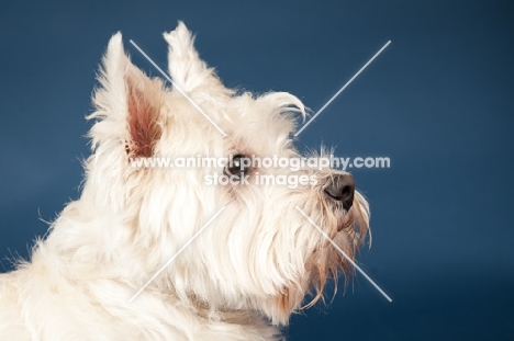 West Highland White Terrier profile in studio