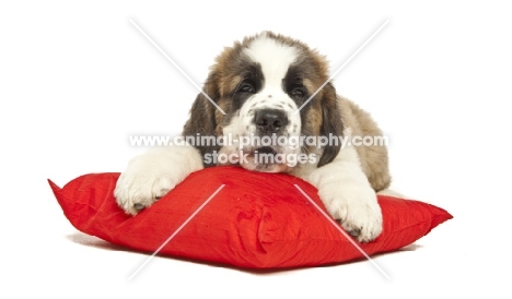 young Saint Bernard pup on red cushion