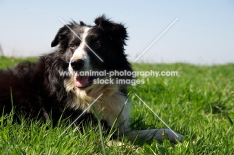 Border Collie in summer