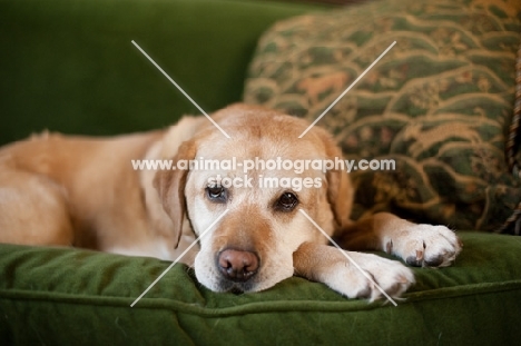 Senior Yellow Lab lying down on green couch.