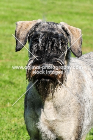 Giant Schnauzer, portrait