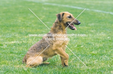 Westfalen Terrier (aka German working terrier) sitting on grass