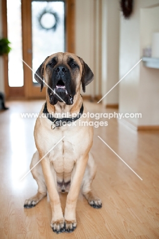 Portrait of Fawn Mastiff with drool.