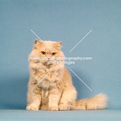 cream long hair cat in studio