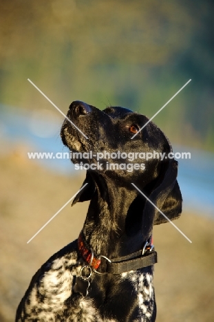 German Shorthaired Pointer, head study