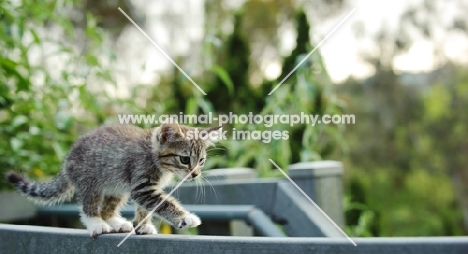 tabby kitten walking on bar