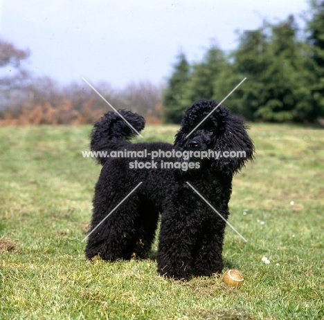 undocked black miniature poodle in pet clip, with ball