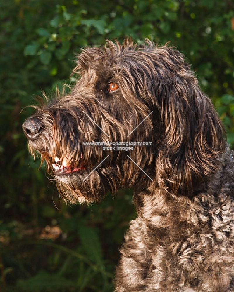 Irish Wolfhound portrait