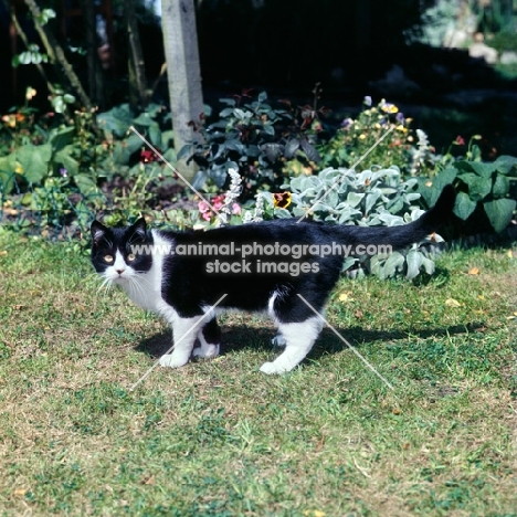 champion pathfinders barry, bi-coloured short hair cat, black and white, wondering where to prowl