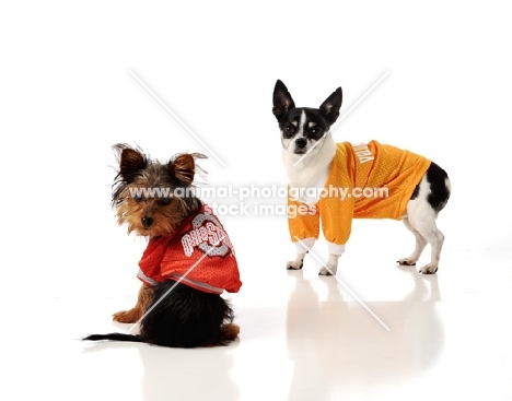 two dogs in clothes (one yorkshire terrier and a chihuahua)