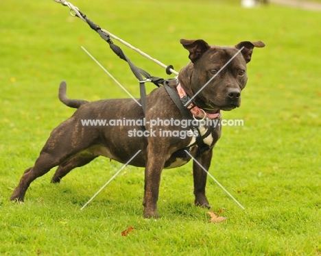 staffordshire bull terrier rescue dog pulling on harness and lead