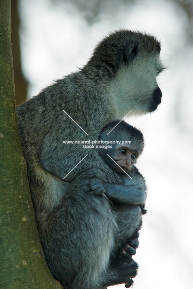 vervet monkey clinging to its mum