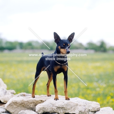 i'm your man at blandora, minature pinscher on stone wall