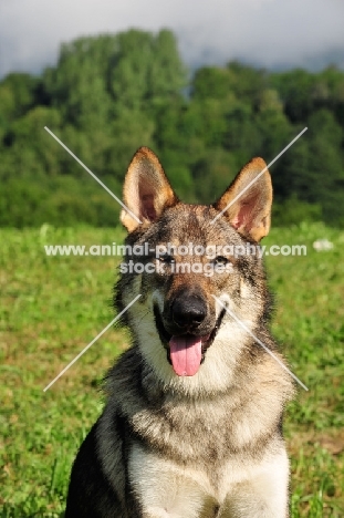 Czechoslovakian wolfdog (aka Ceskoslovensky Vlcak) looking at camera
