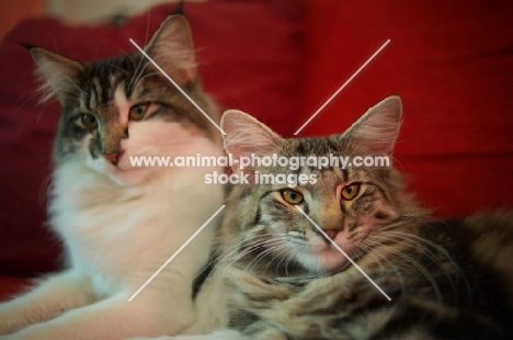 Two norwegian forest cat resting together on a red couch