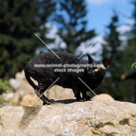 ch cavalien sugar tong, cornish rex cat restrained