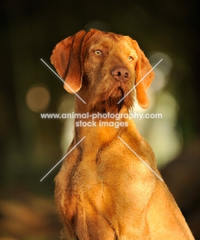 Hungarian Wirehaired Vizsla (aka Magyar Vizsla, Ungarisch Drahthaar) head study