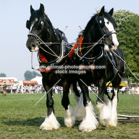 two shire horses looking different ways in musical drive, windsor