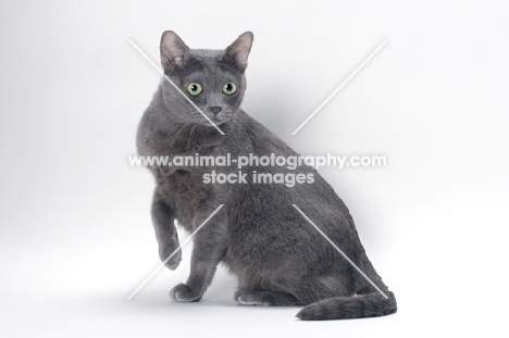 blue Korat cat on white background