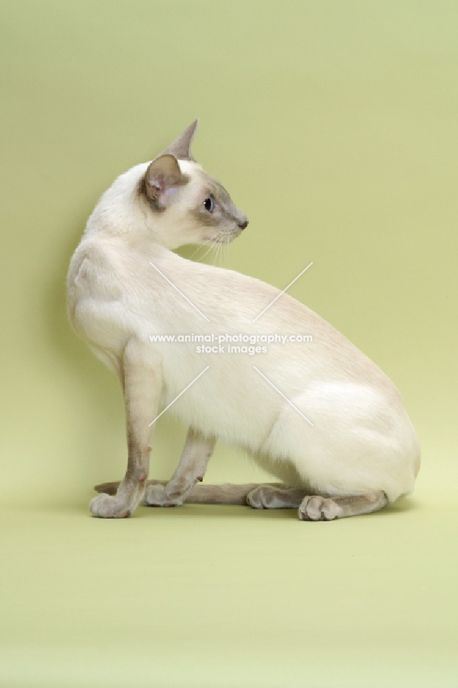 lilac point Siamese cat