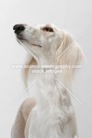 Saluki in studio, looking up