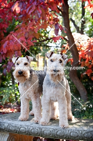 two welsh terriers standing on bench