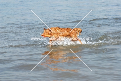 nova scotia duck tolling retriever retrieving toy from water