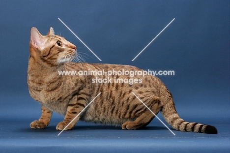 Ocicat crouching, Chocolate Spotted Tabby colour