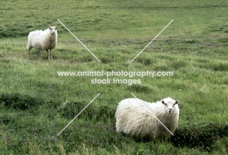 iceland sheep in iceland