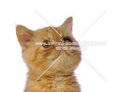 Exotic ginger kitten isolated on a white background