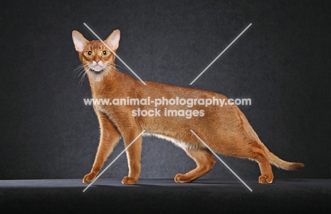 champion cinnamon Abyssinian Male standing left looking at camera, good leg separation, against black background.