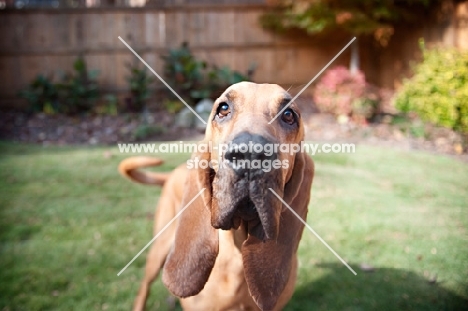 bloodhound looking into camera