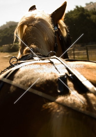 Belgian Draft horse