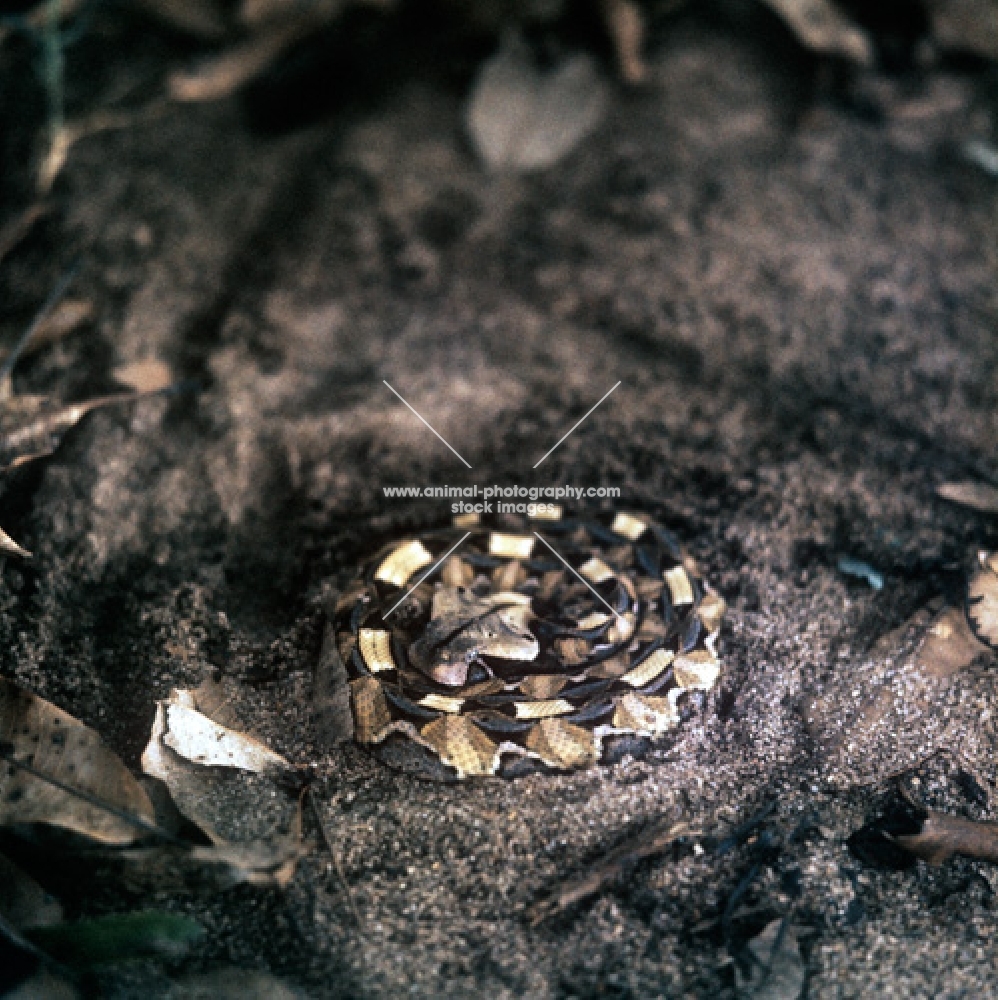 gaboon viper in tanzania