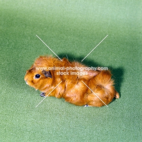 red roan abyssinian guinea pig on green background