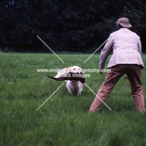 ch pippa of westley, golden retriever retrieving a pheasant to her owner