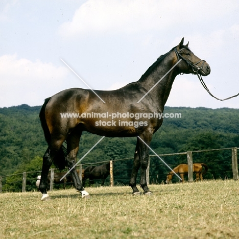 hassadeur, trakehner  stallion at gestüt webelsgründ