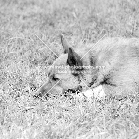 sad corgi lying in grass