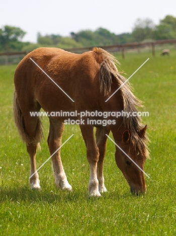 Suffolk Punch grazing in field