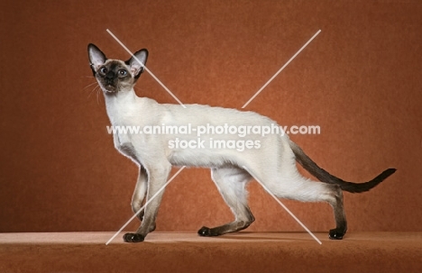 Siamese cat, side view in studio