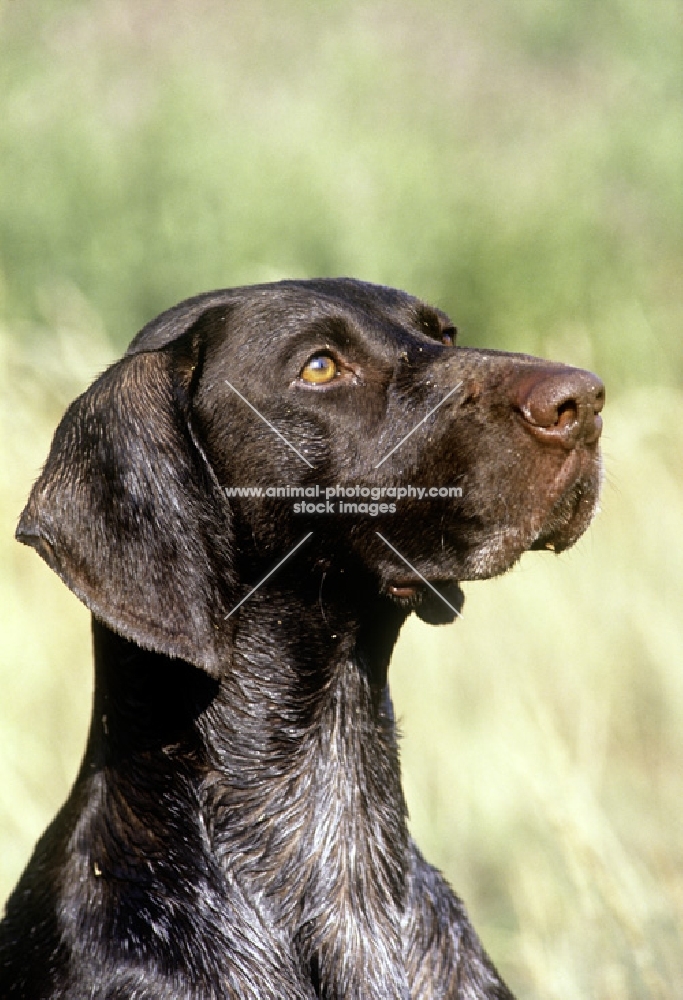 german shorthaired pointer, sh ch hillanhi laith, portrait