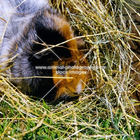 roan abyssinian guinea pig, portrait with hay