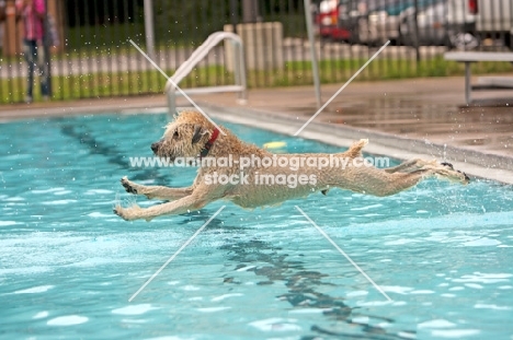 dog jumping into swimming pool