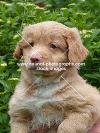 Nova Scotia Duck Tolling Retriever